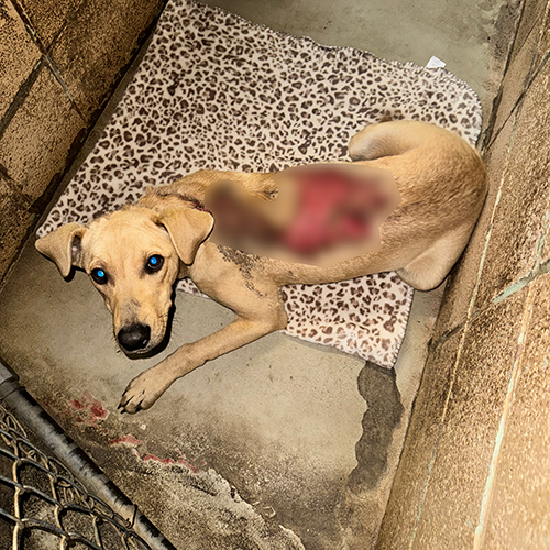 VS-Photograph_20240213_EAM_TLOT_Ricky_002_©TheLeastofTheseAnimalRescue copy